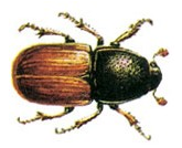 agackurdu