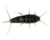 gumuscun